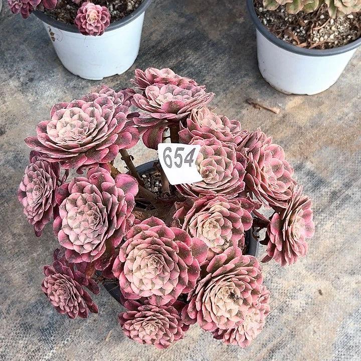 天*654红铜超白丛林庄福利出