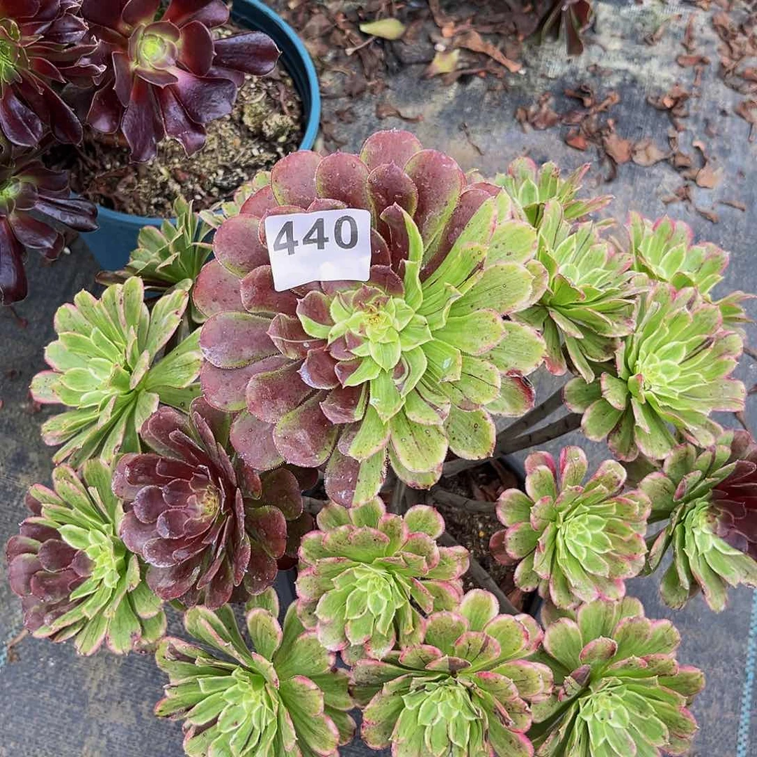 S****e440水墨画福利出