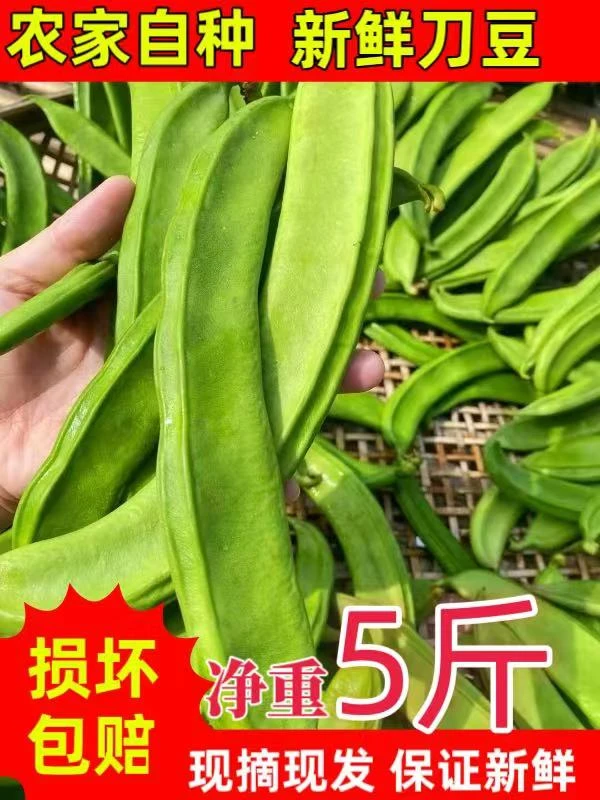 现货刀豆现摘包嫩江西农家新鲜青刀豆剁椒原料泡菜包邮