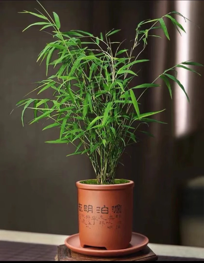 竹艺室内绿植盆栽
