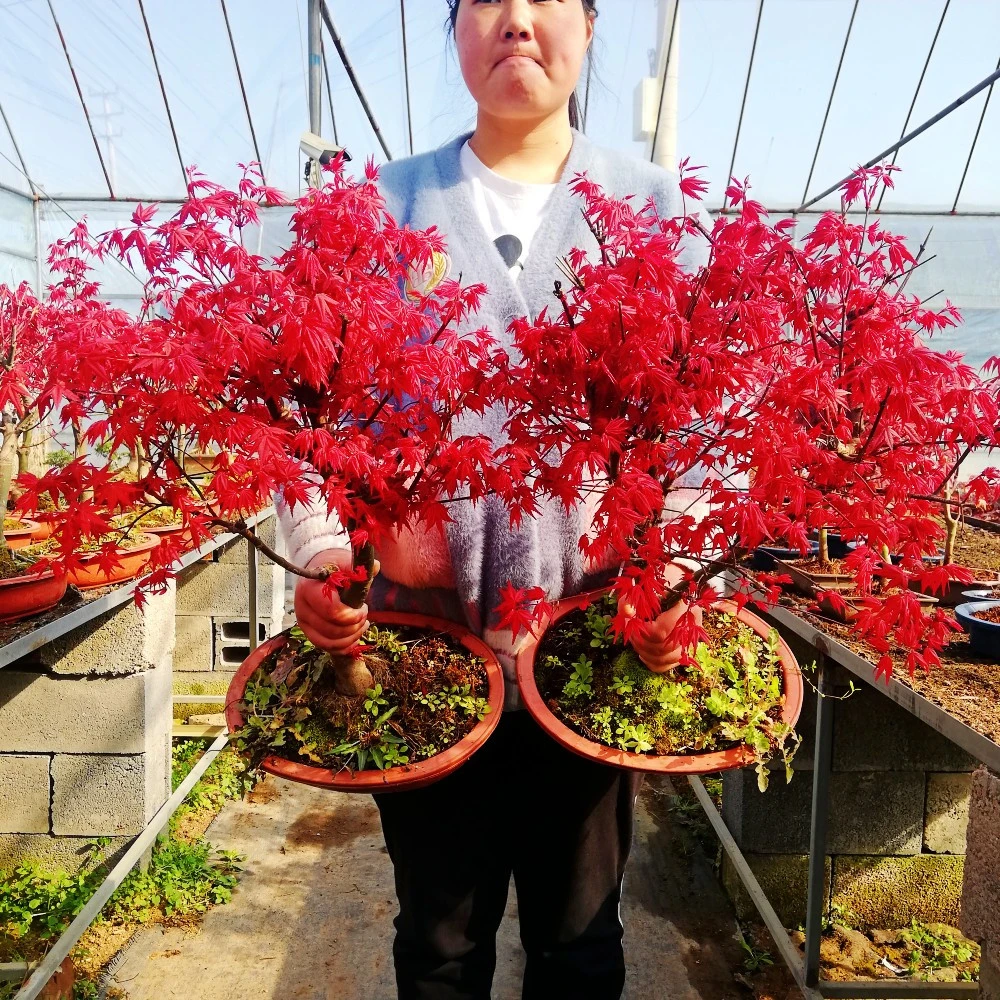 【耐寒紅舞/姬】山东基地直发 南北方种植耐寒红叶越冷越红火