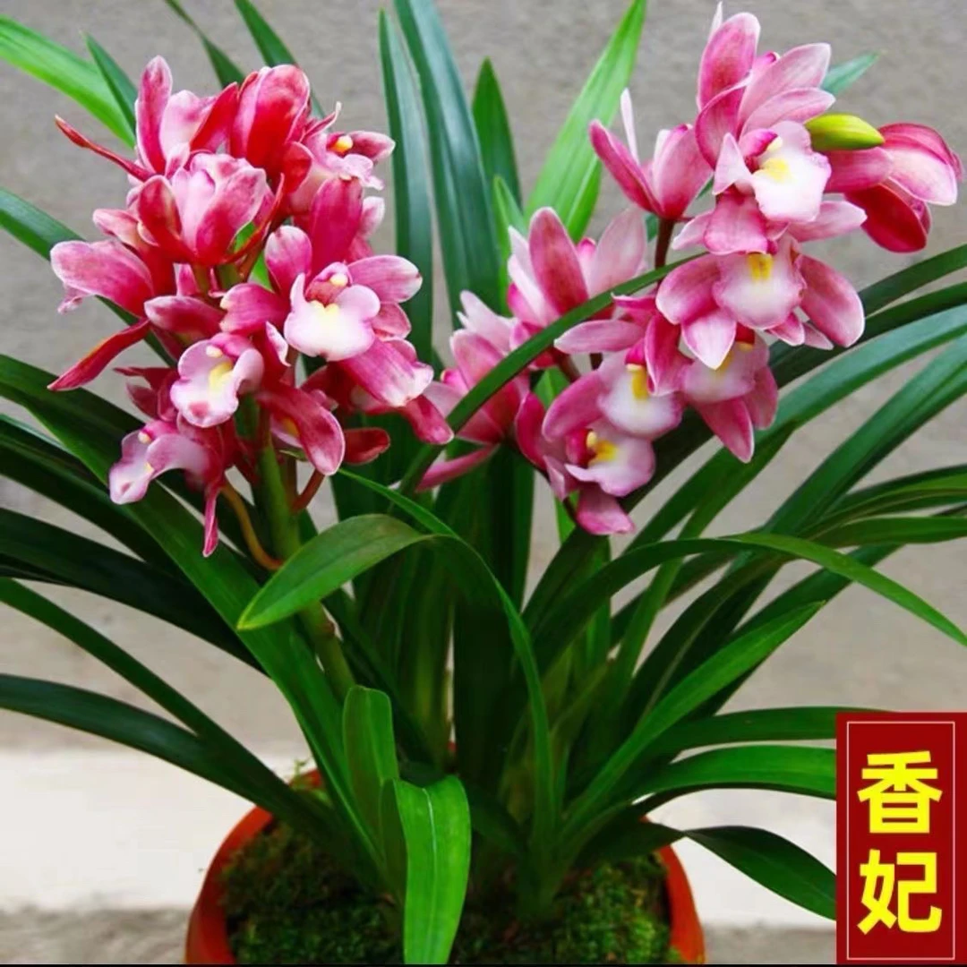 精品兰花四季开花浓香型兰花苗墨兰室内飘香花卉净化空气绿植盆栽