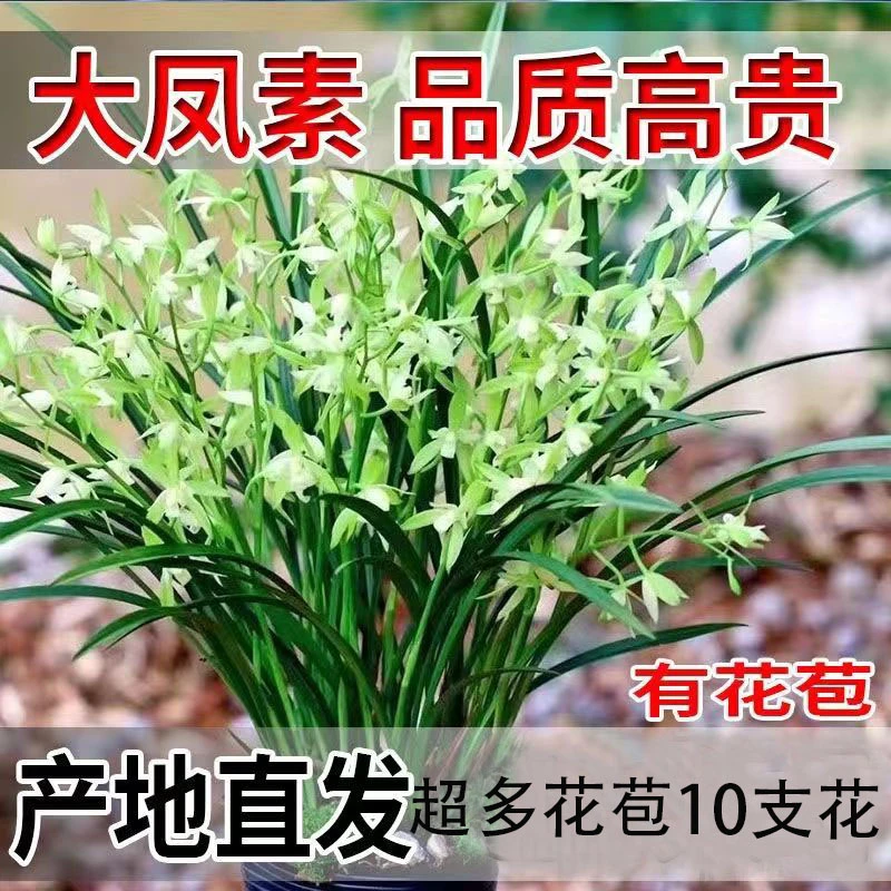 最香的种植兰花建兰带多花苞大凤素兰花四季开花兰名品满屋飘香