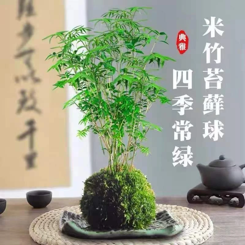 苔藓球植物米竹子净化空气水培盆景客厅室内桌面观赏盆栽造景创意