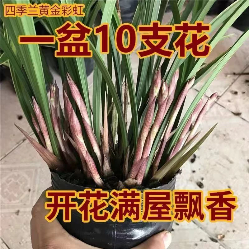 带花苞  黄金彩虹 梨山狮王 浓香兰花苗客厅盆栽金边四季兰绿植