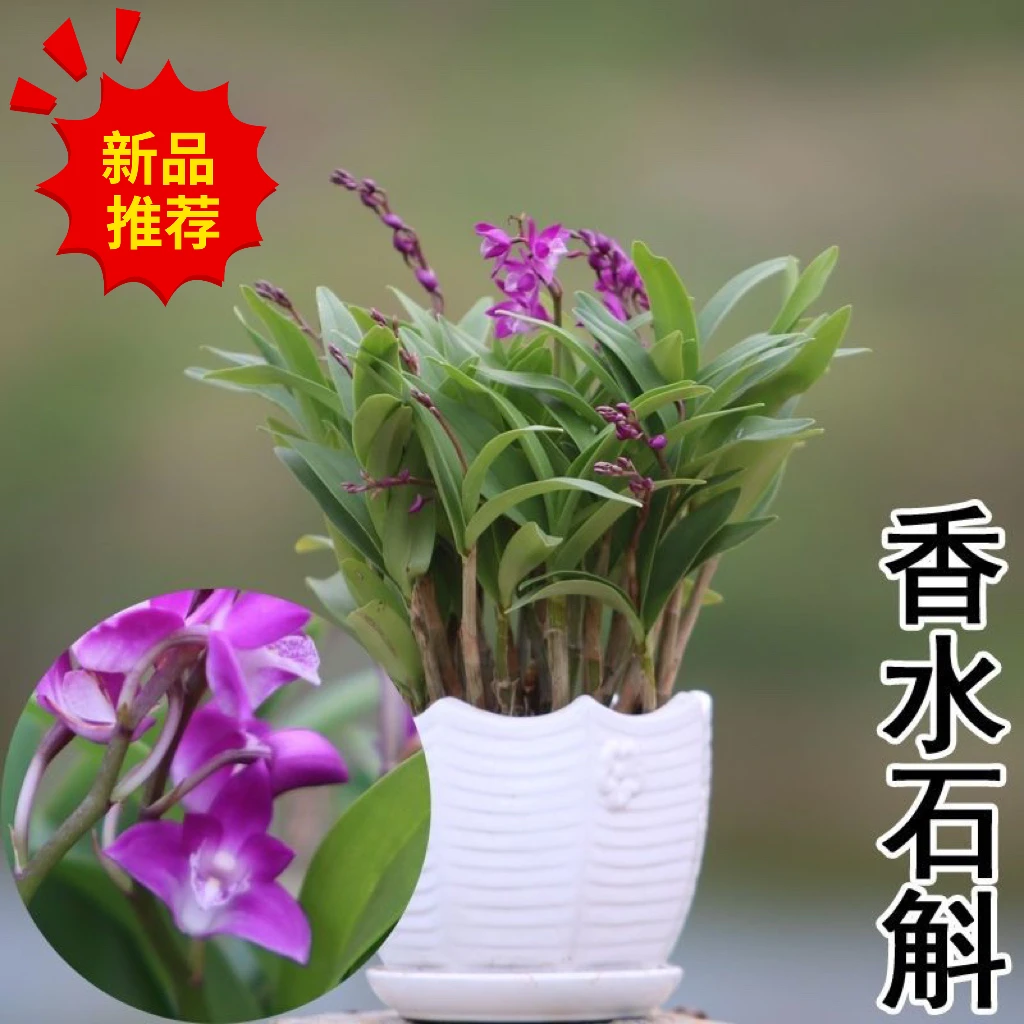 带花苞土培澳洲香水石斛兰花苗浓香型花卉绿植室内盆栽铁皮石斛苗
