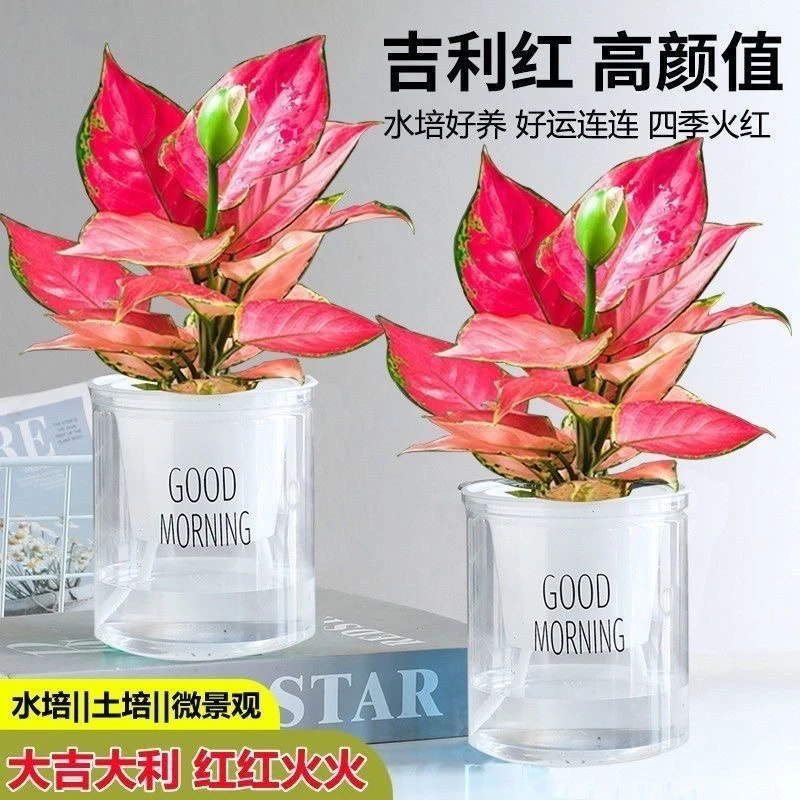 吉利红盆栽中国如意皇后甲醛花卉室内懒人植物水培净化空气清仓
