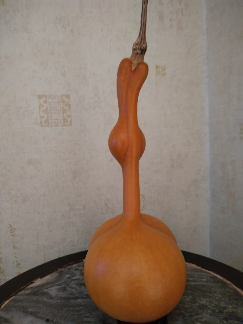 六年小老皮三庭连体葫芦