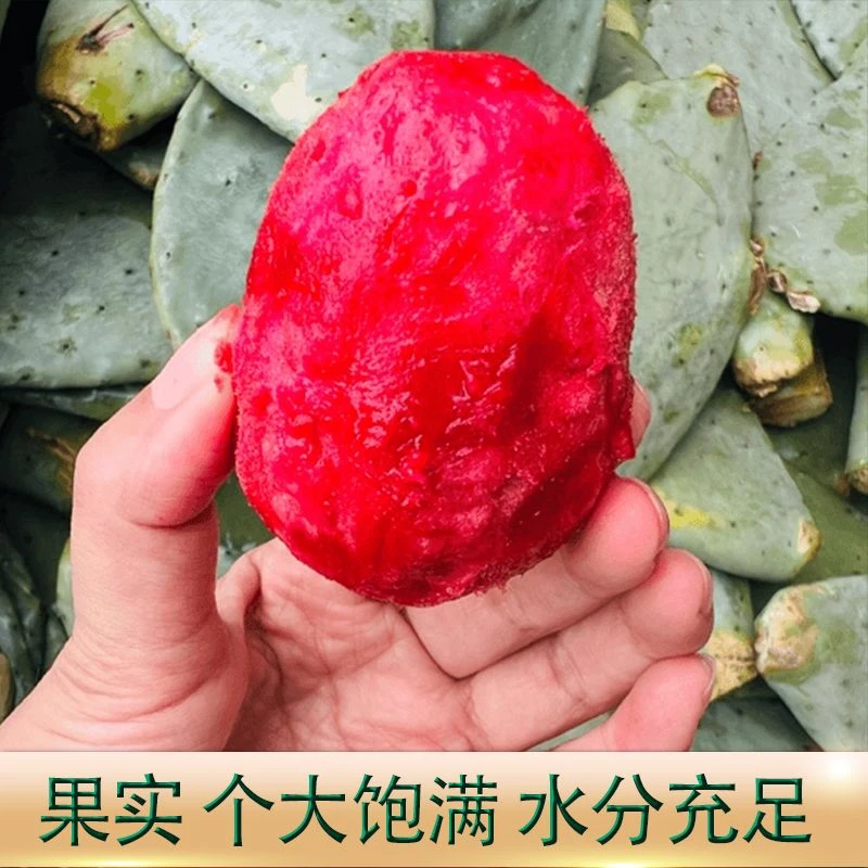 大红果仙人掌【种植叶片】基地直发绿植盆栽漂亮好看可食用