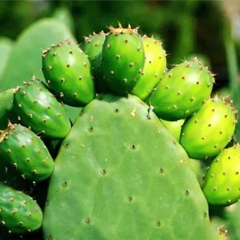 【梨果仙人掌种植叶片】仙人掌老叶片绿植盆栽漂亮基地直发价格优惠