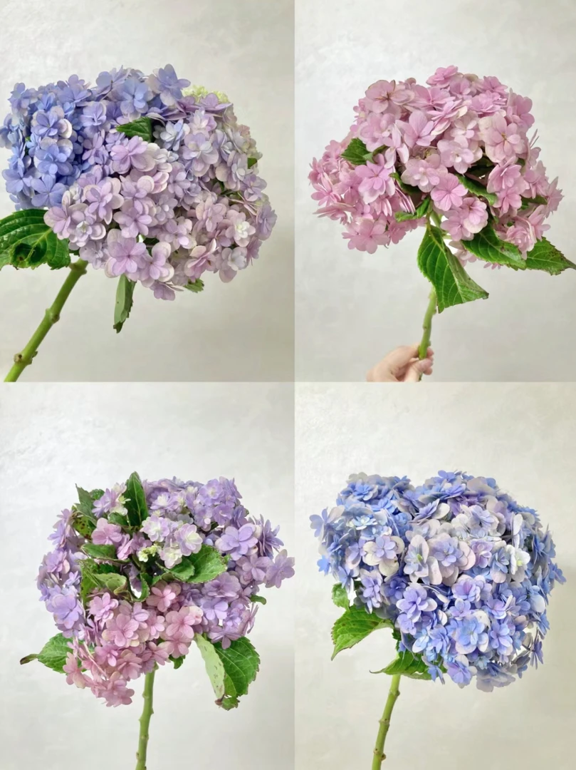 花手鞠绣球5支顺丰包邮