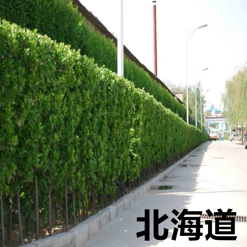 庭院篱笆丛生北海道围墙大叶冬青苗四季常青耐寒耐干围别墅墙树苗