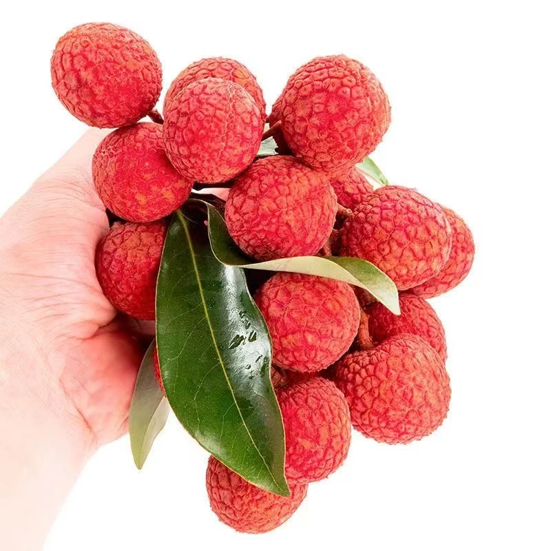 A新鲜【高州白糖罂】整箱5斤短枝净重4.5斤现摘优质荔枝/5/3/1斤