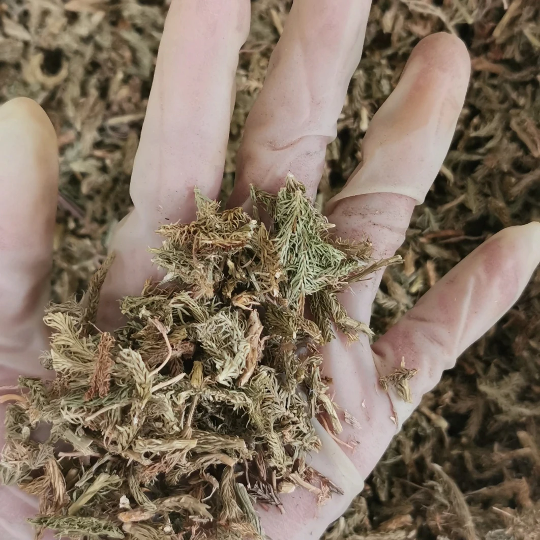 伸筋草女贞子精油