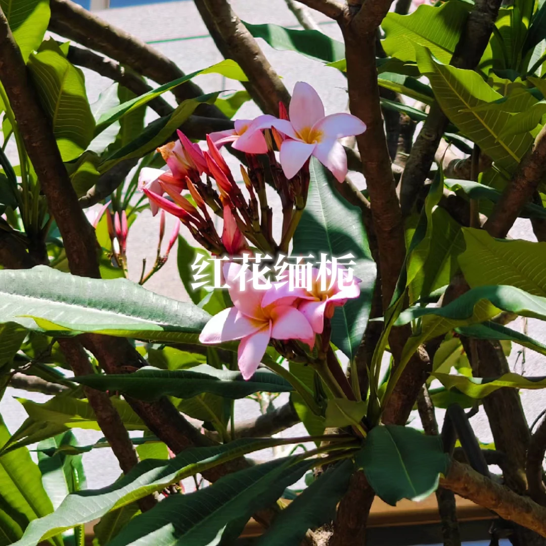 高海拔珍稀 红花缅栀30ml