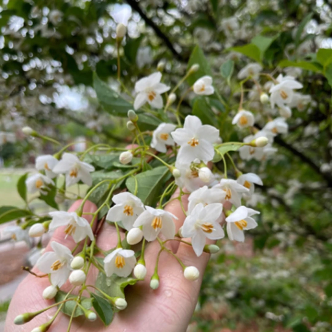 龙井茉莉精油-单方