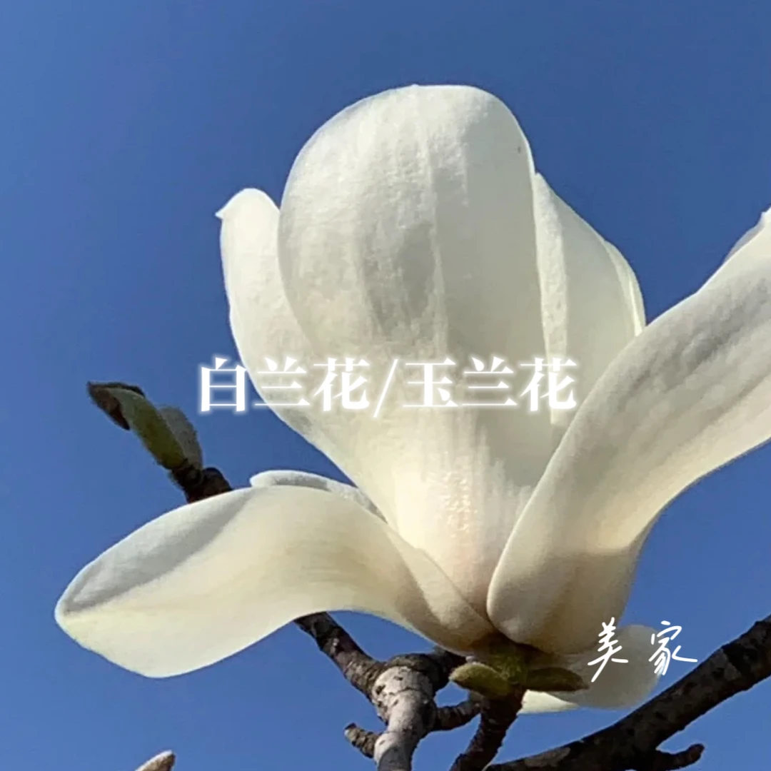 高货-白玉兰单方精油