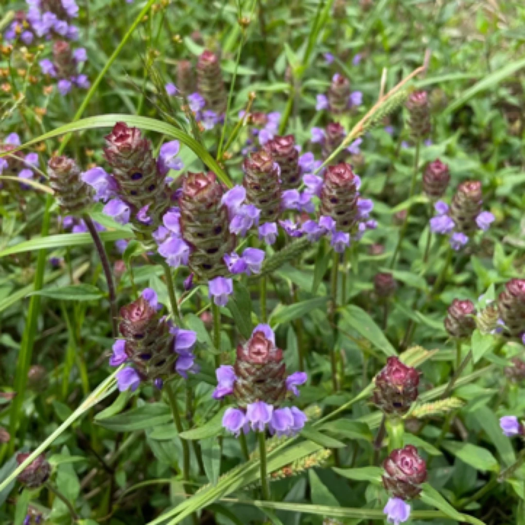 五折花朵精油-单方