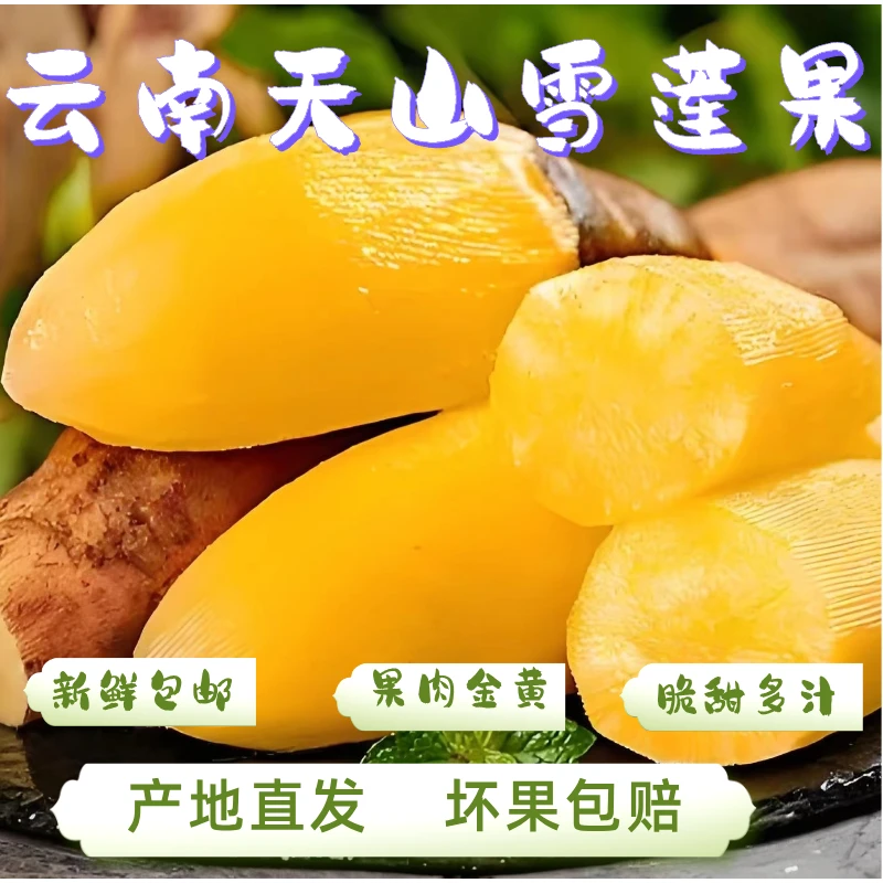 【低糖】云南天山雪莲果清甜脆爽多汁黄心新鲜应季水果现挖产地包邮