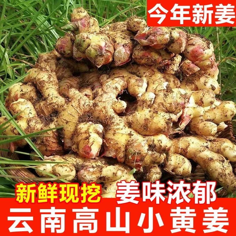 云南高山小黄姜香辣健康美味精选净重5斤装新鲜采摘发货