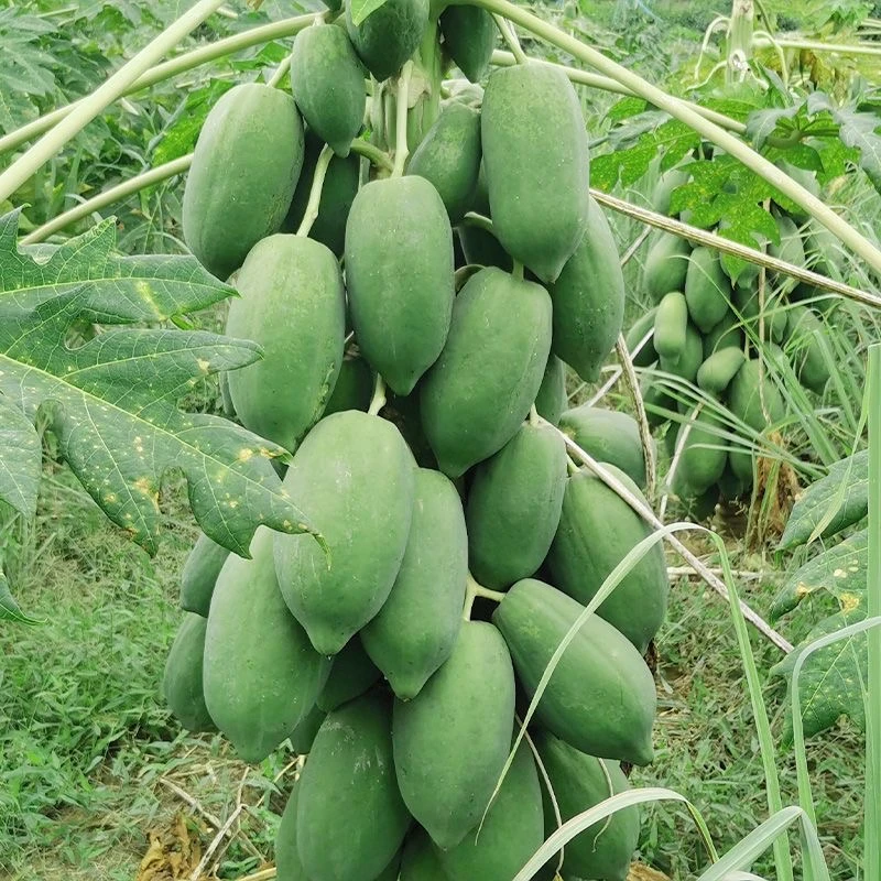 广西青木瓜5斤腌酸木瓜孕妇水果现摘生木瓜煲汤木瓜3斤-8斤包邮