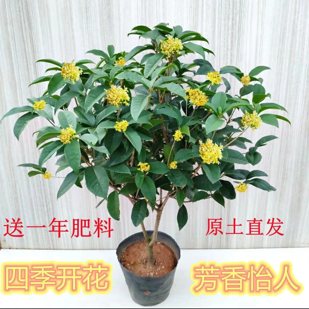 四季桂花树月月桂（六年苗）开花带香味阳台庭院室内外好养花卉绿植
