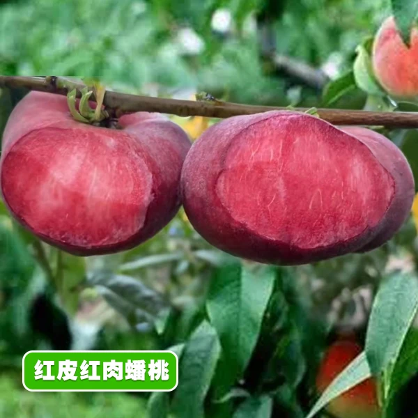 果苗/桃苗/蟠桃苗/红皮红肉蟠桃/新品种蟠桃苗/果苗基地直供