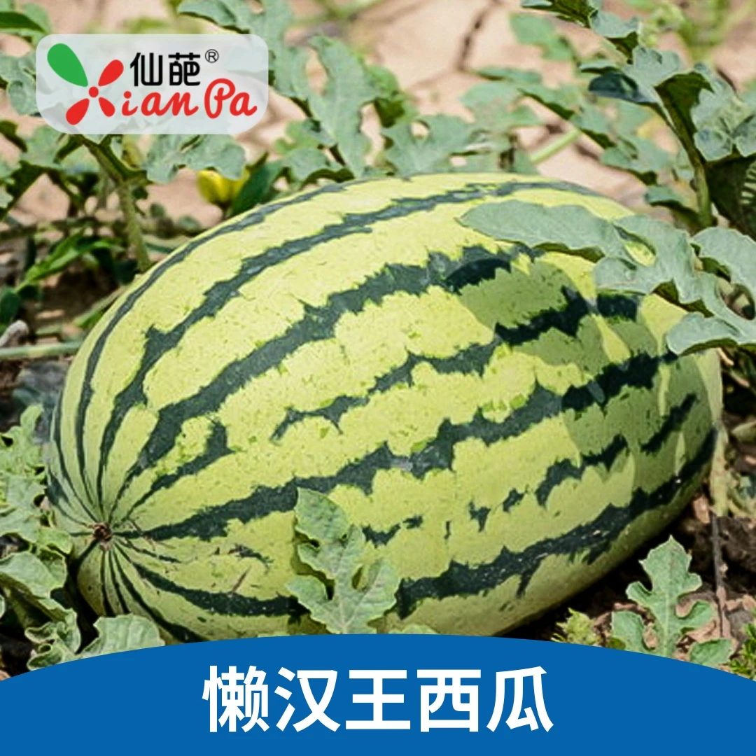 仙葩懒汉王西瓜种子南方北方阳台盆栽种植品质精选季节生长发芽
