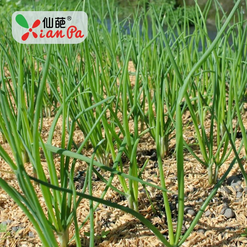 仙葩四季小香葱种子分葱种籽四季阳台盆栽蔬菜小香葱种孑小葱籽