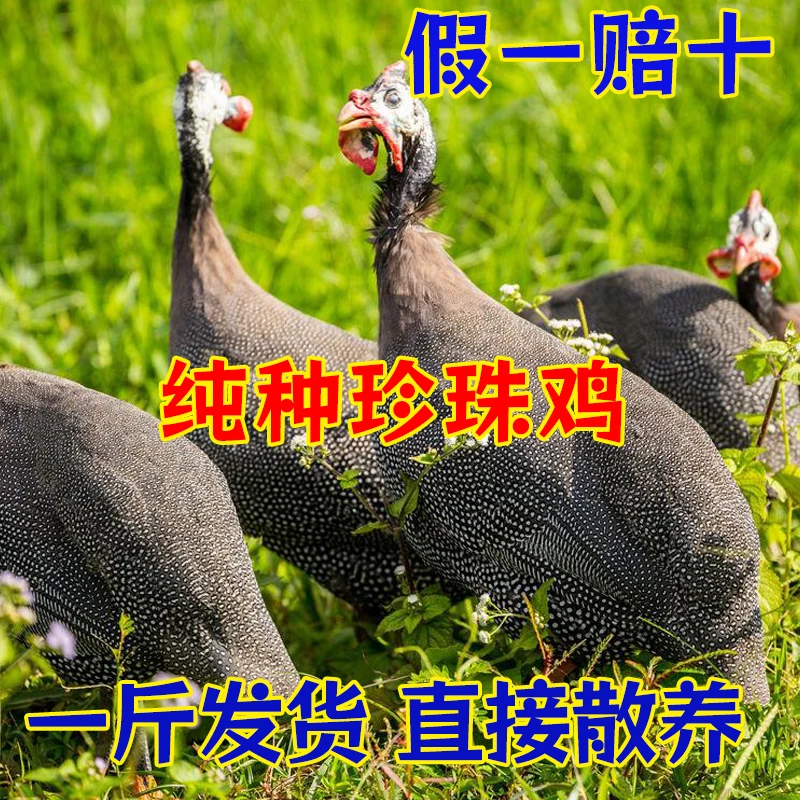 正宗1斤珍珠鸡苗 包下蛋鸡  散养珍珠小鸡活的 非七彩山鸡 包路损