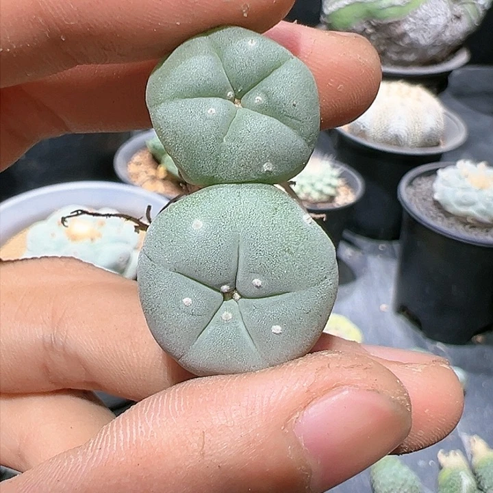 实生白肌产地种 两个