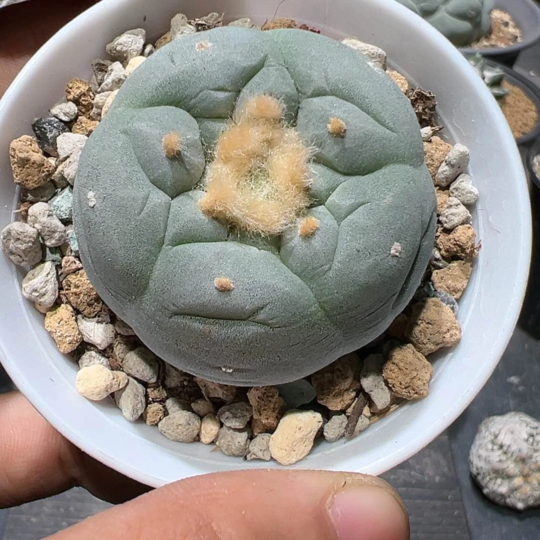 再****会实生宽u白肌银