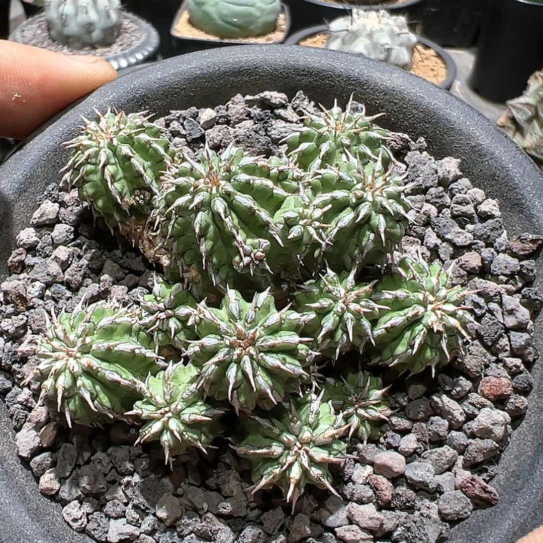 实生 丰收大戟科