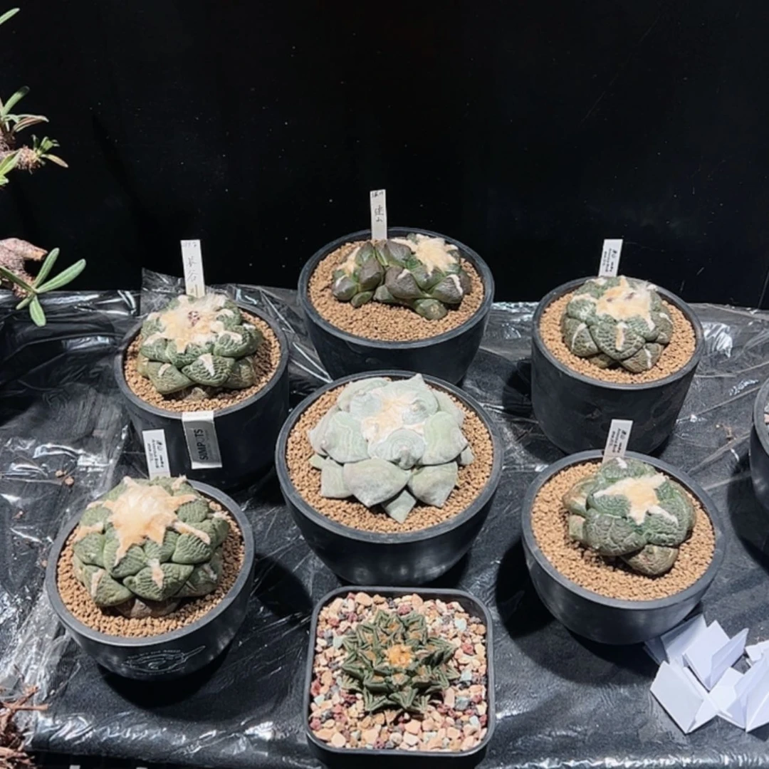 【闪购商品】牡丹精品组