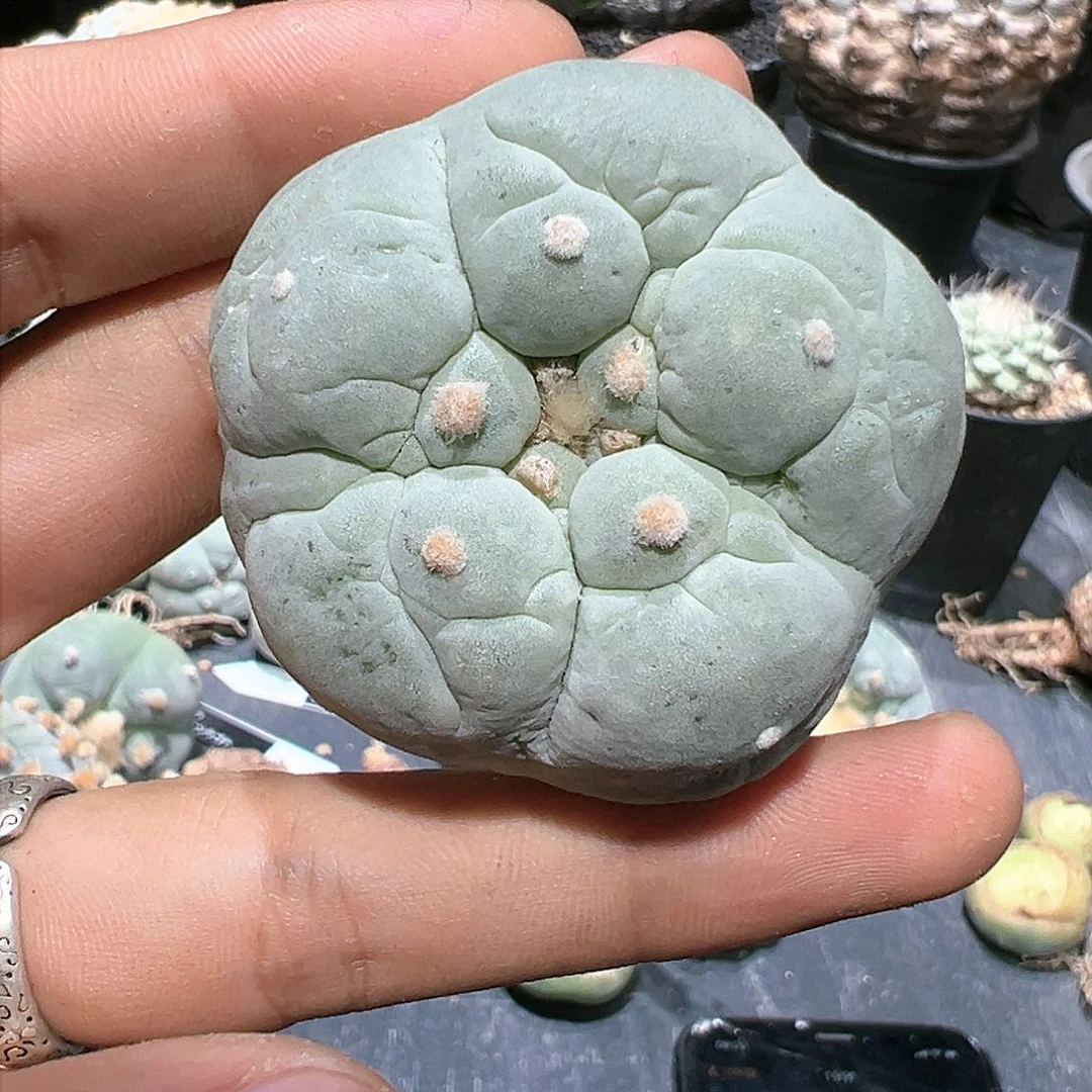 晋*说大u仲永A 侧芽