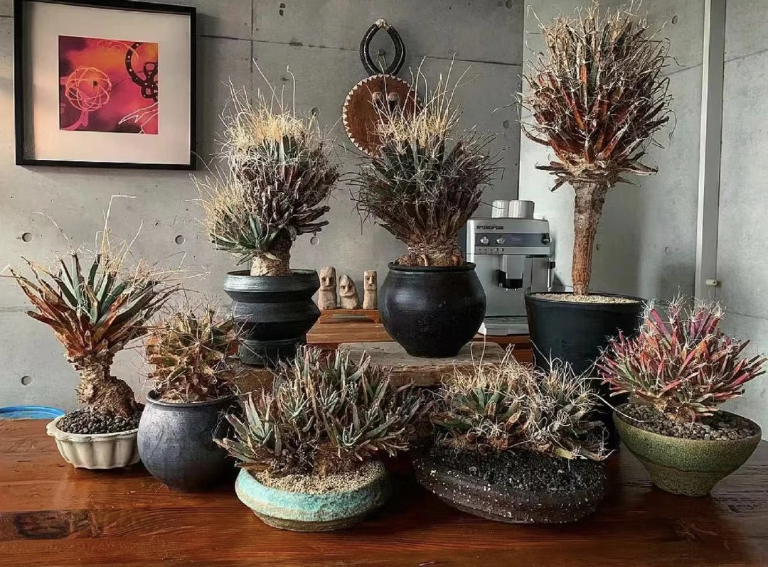 四大名球 光山仙人球  ～默认裸根发货 随机发 图2345实物