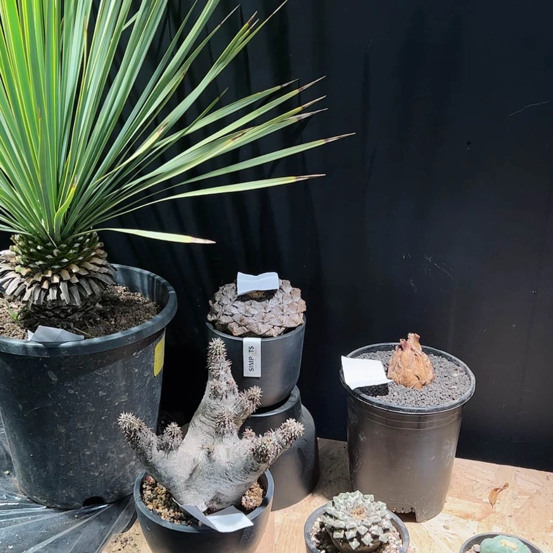 【闪购商品】1/6 连山 蓝棘稻草人