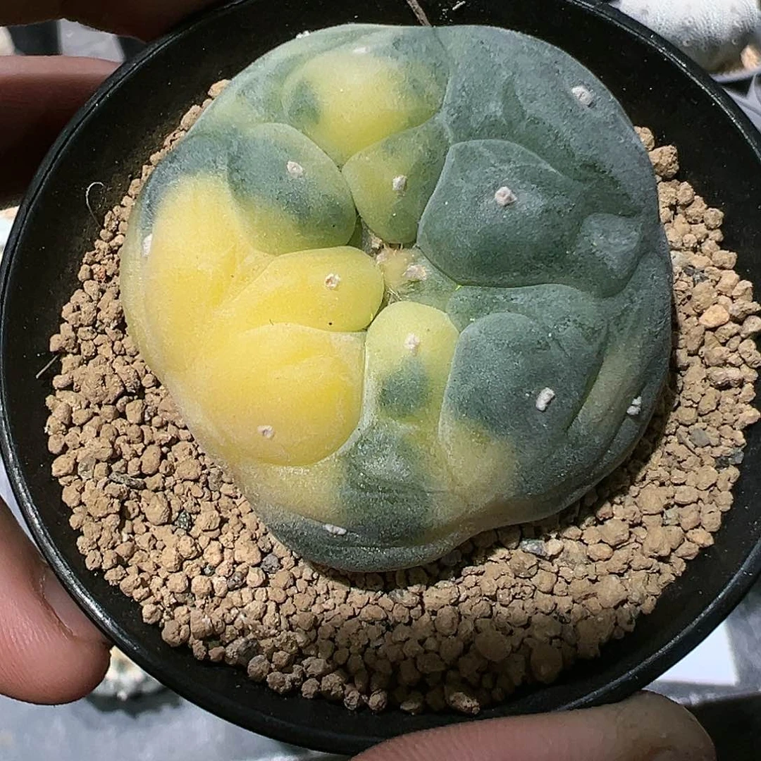 是**辣古田贝实生大u银锦