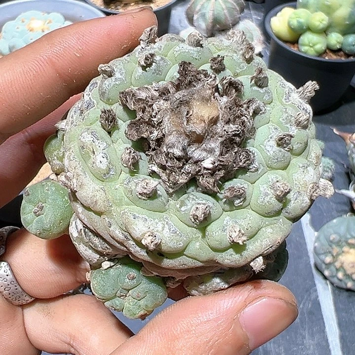 小u 佛头银 接的