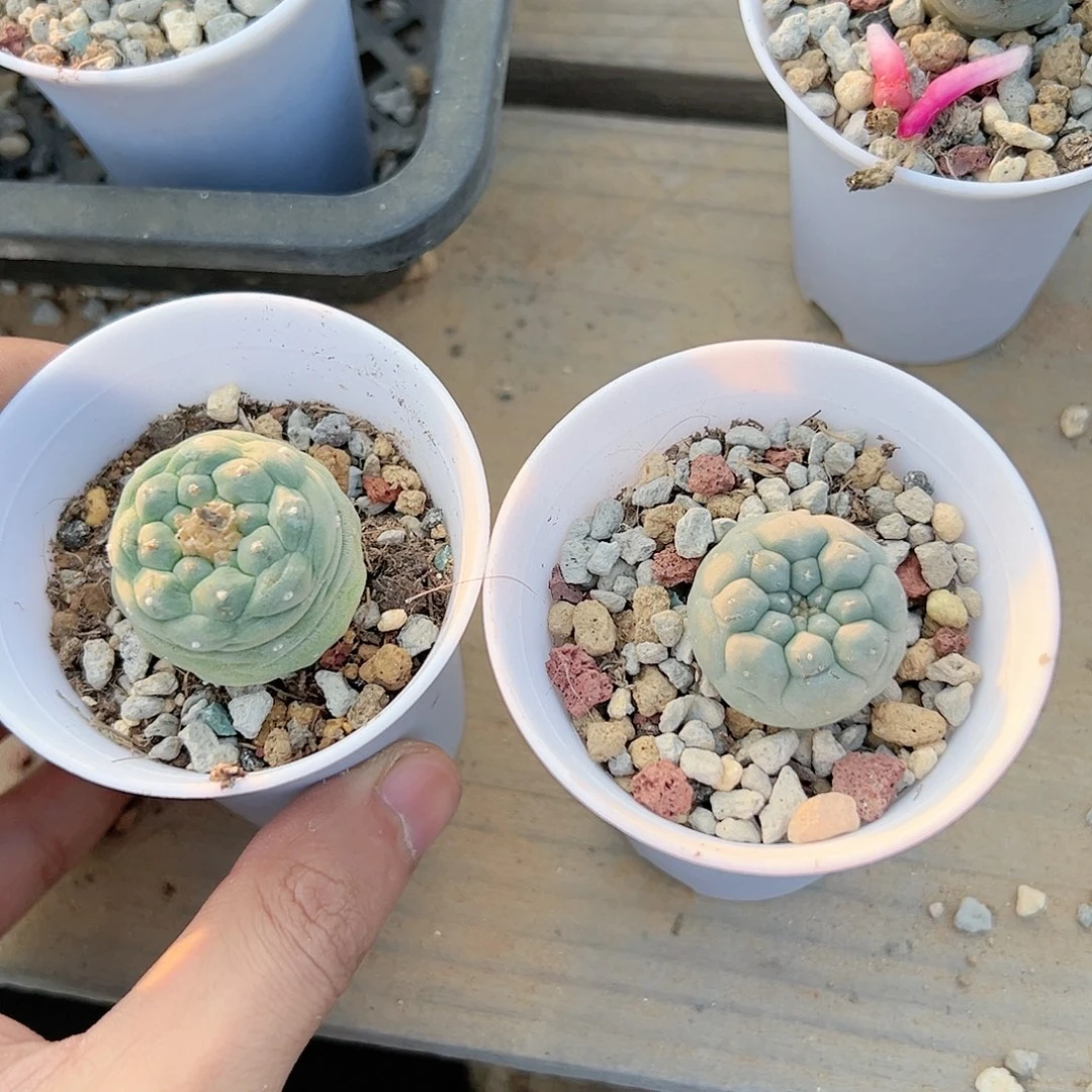 两个实生银 一组99