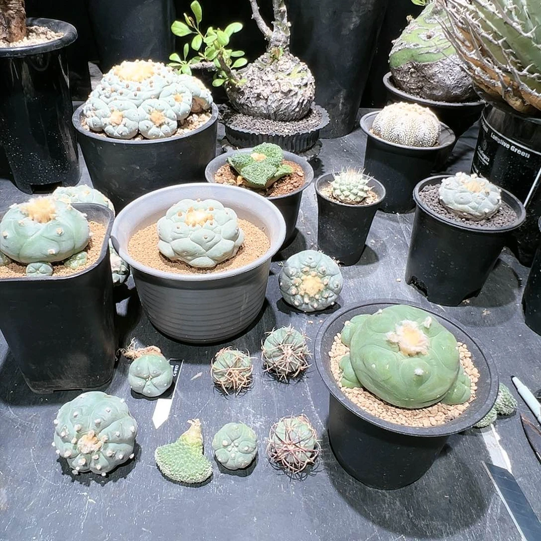 222一个 五个球一组