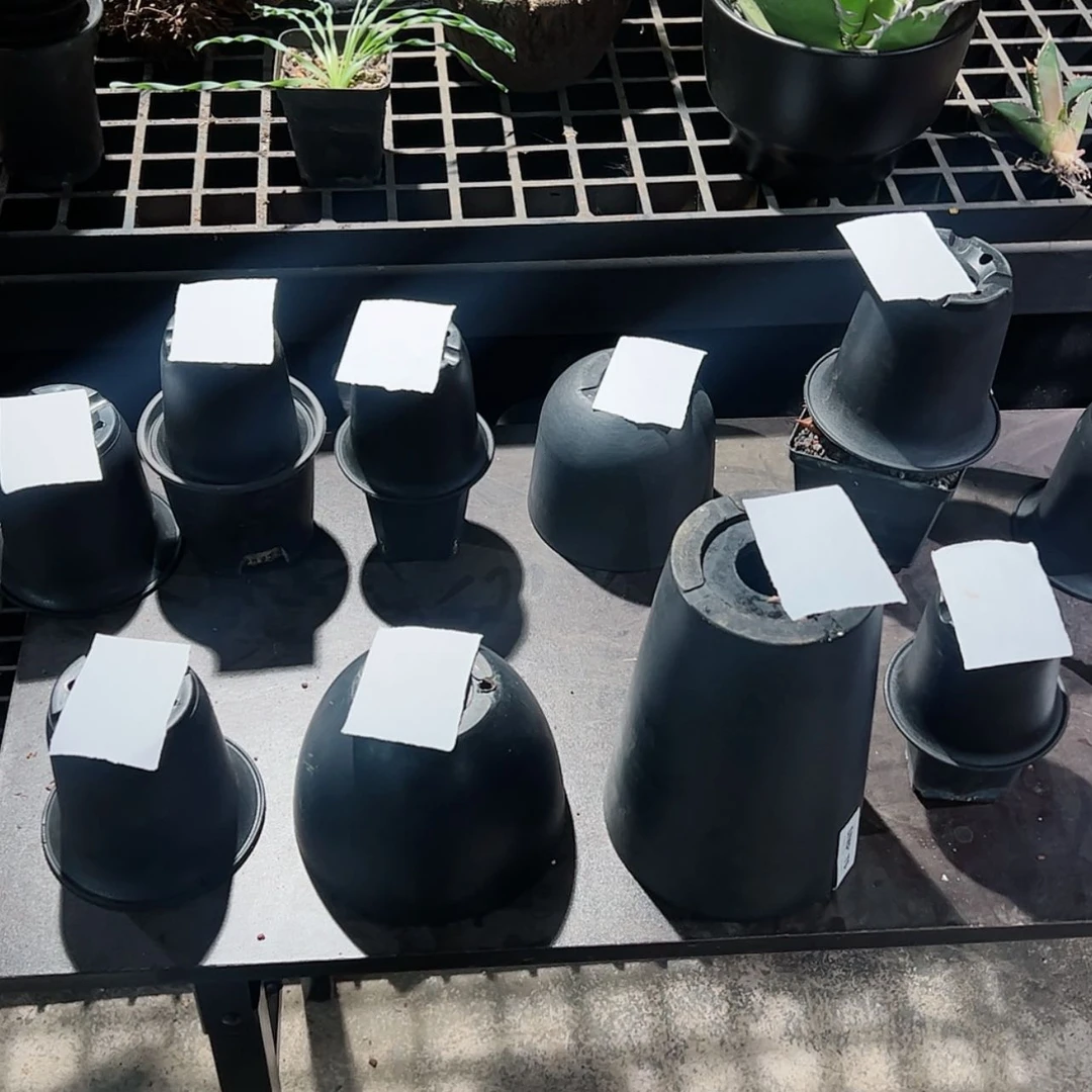 【闪购商品】99闷包