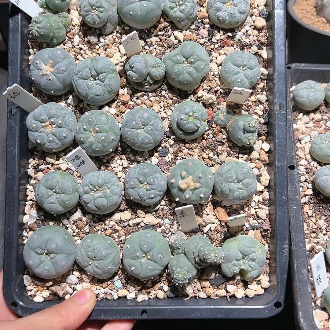 羊****g3-4。6-2 两个实生缀