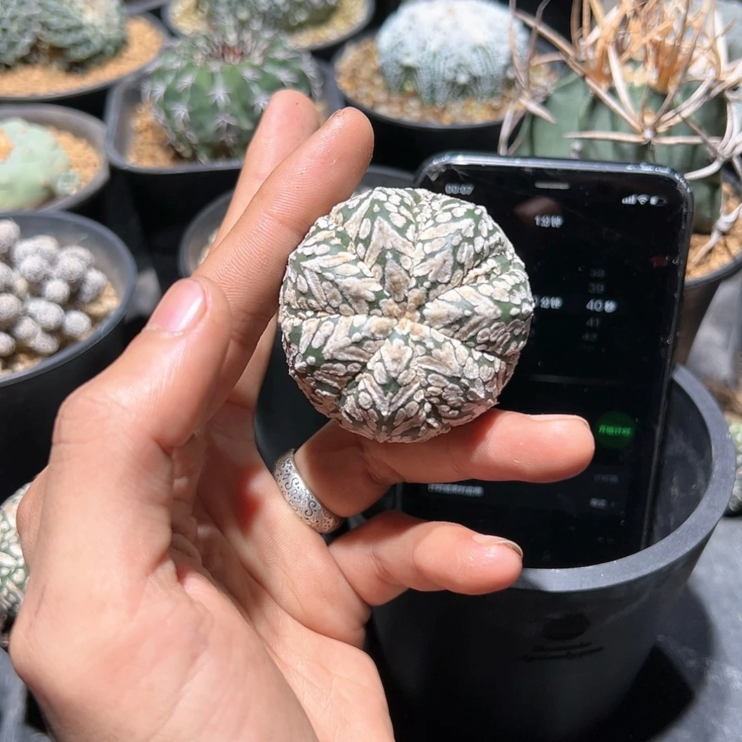 a*实生宽纹v兜 仙人球