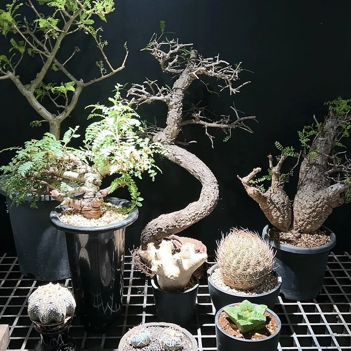 999一个 多抽少 3/11