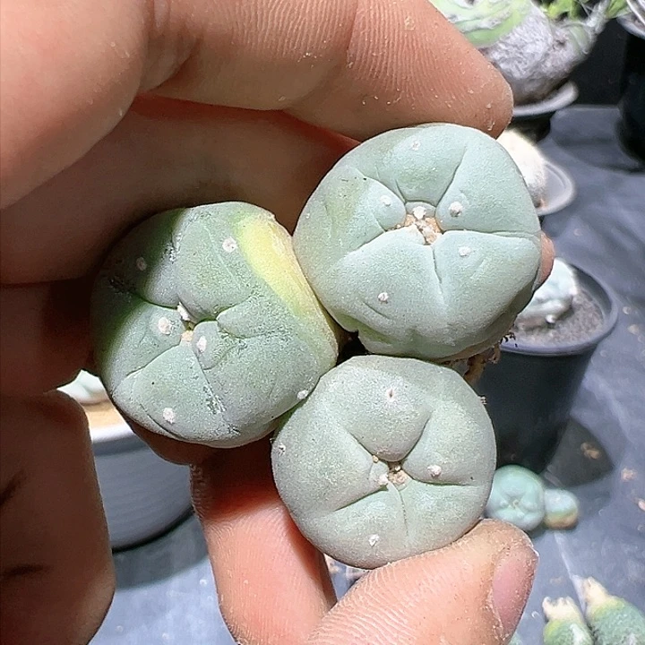 实生白肌银 三个一组