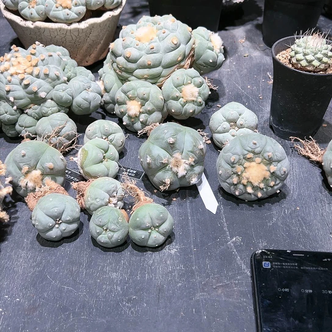 52一个 5个一组 小球组