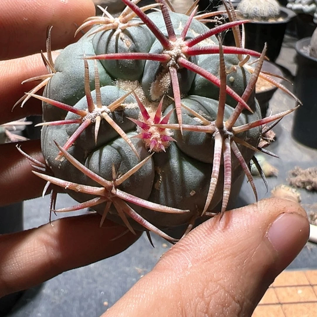 古*山红刺非冠龙 仙人球