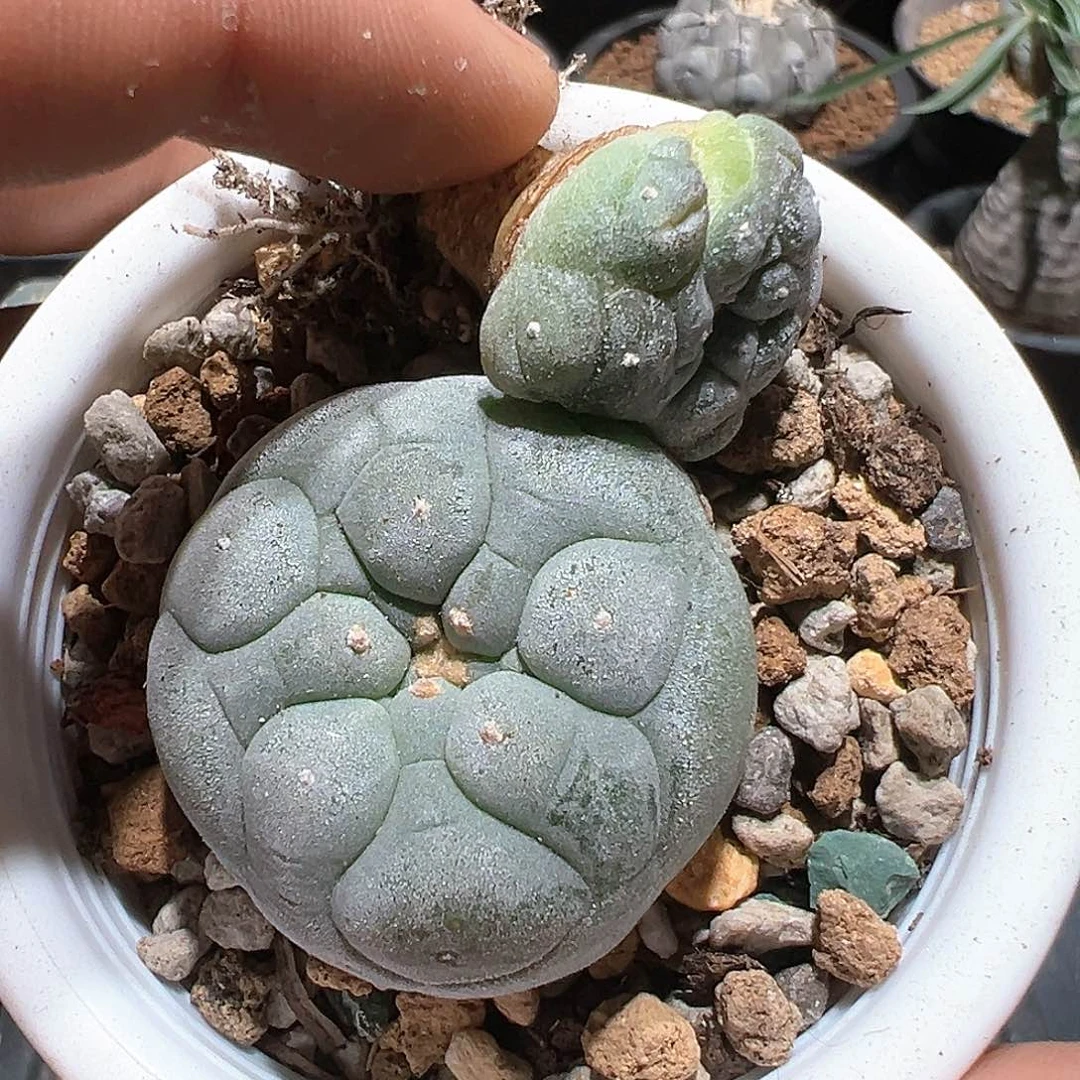 两个一组 实生银➕实生缀