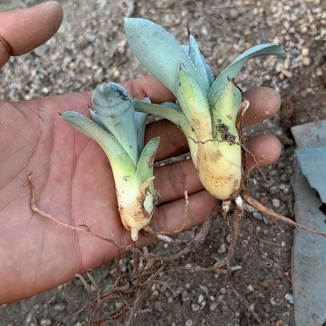 小高级灰 侧芽 龙舌兰